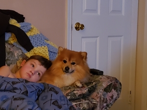 Golden throwback pomeranian Listing Image