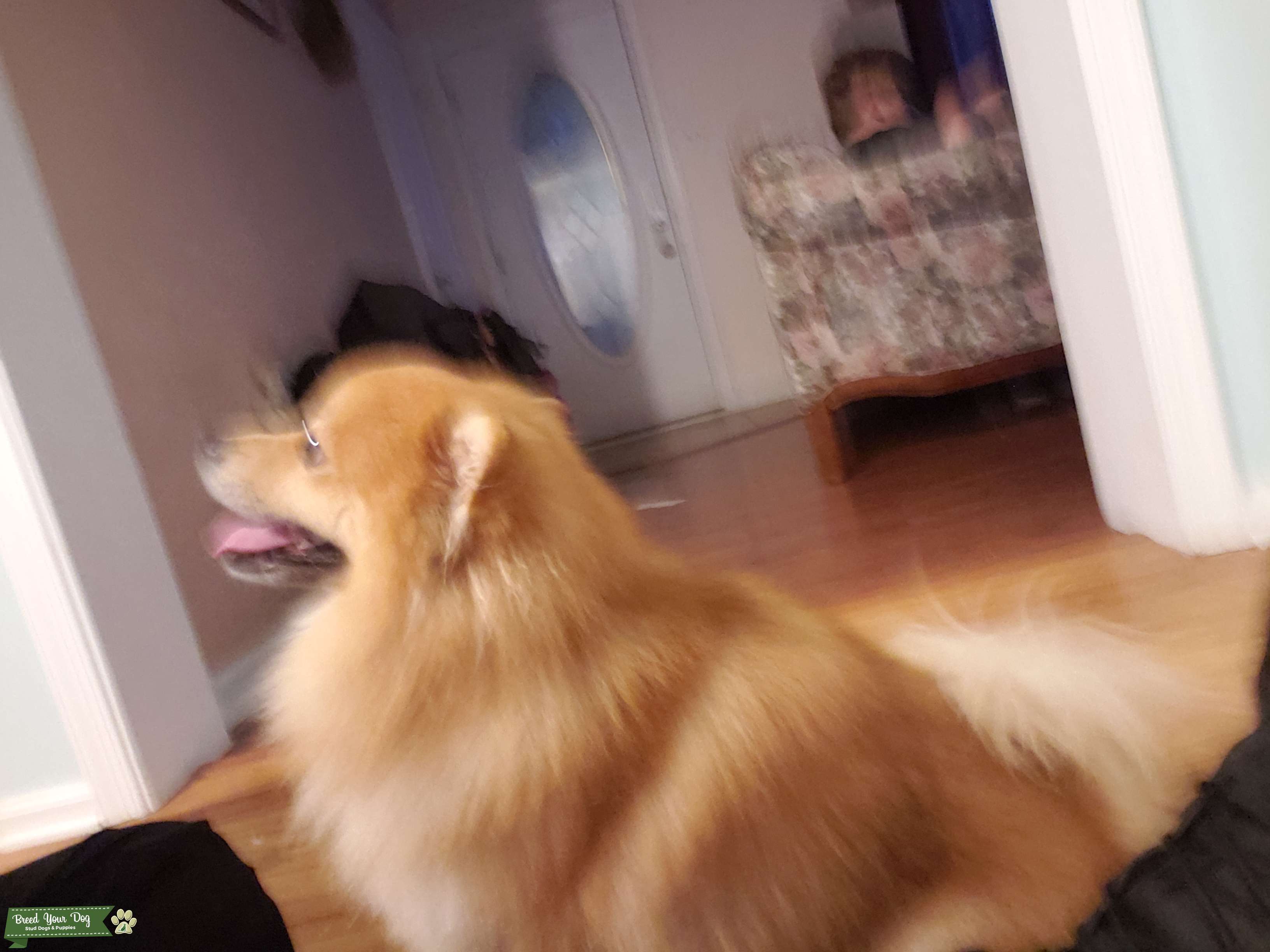 Golden throwback pomeranian Stud Dog New Jersey Breed Your Dog