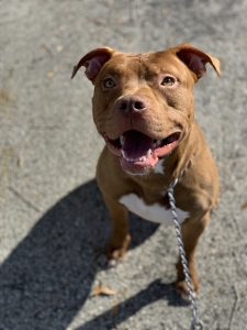 STUD Brown Pure Breed Pit Listing Image