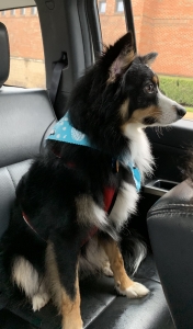 Tri color male Australian Shepherd  Listing Image