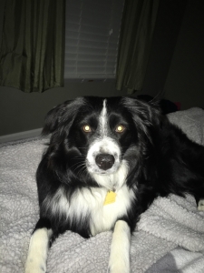 Female Mini Aussie looking for a stud  Listing Image