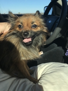 Stud Pomeranian Listing Image