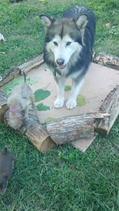 alaskan malamute Listing Image