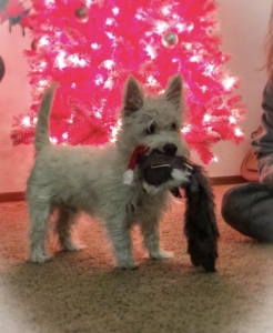 AKC Westie Male Stud Listing Image