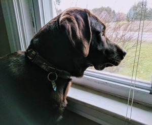 Labrador Stud Service Listing Image