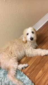 Looking for female to breed Listing Image