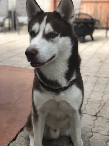 red husky  Listing Image