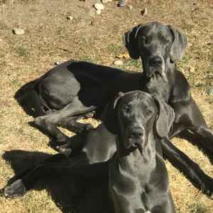 great dane akc group