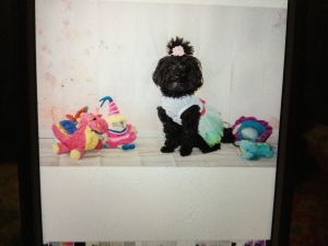 Maltipoo Listing Image