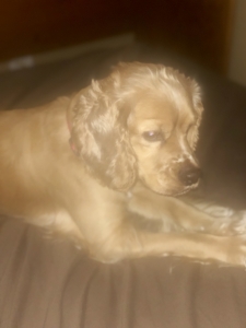 Friendly cocker spaniel  Listing Image