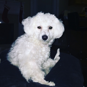Looking for husband (Bichon Frise)  Listing Image
