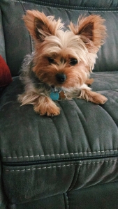 Black/Tan Yorkie Listing Image