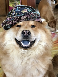 Pure female chow chow looking for pure chow chow stud Listing Image