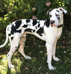 Harlequin Great Dane Listing Image