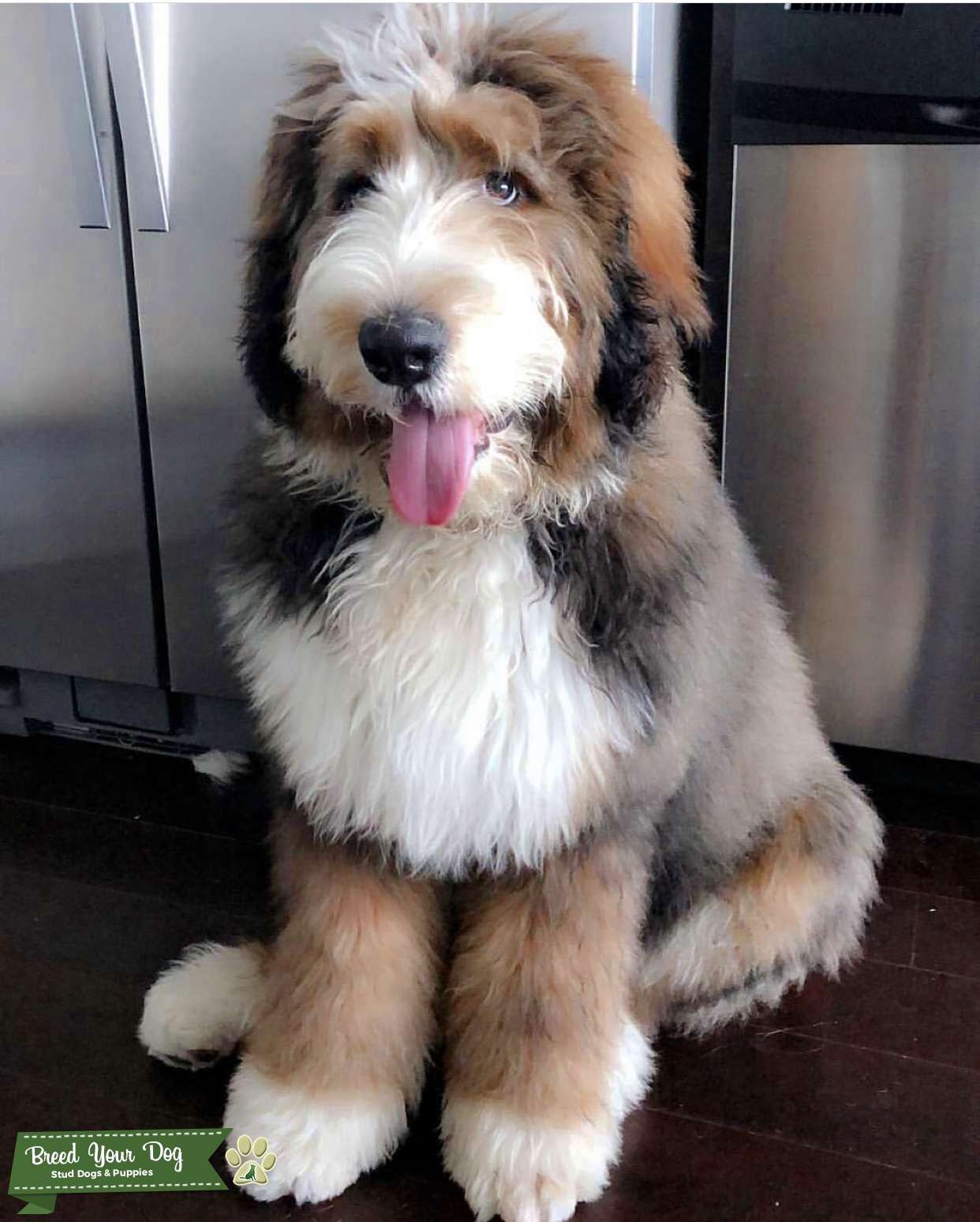 Bernedoodle Stud Dog in Dallas, the United States Breed Your Dog