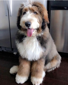 Bernedoodle Listing Image