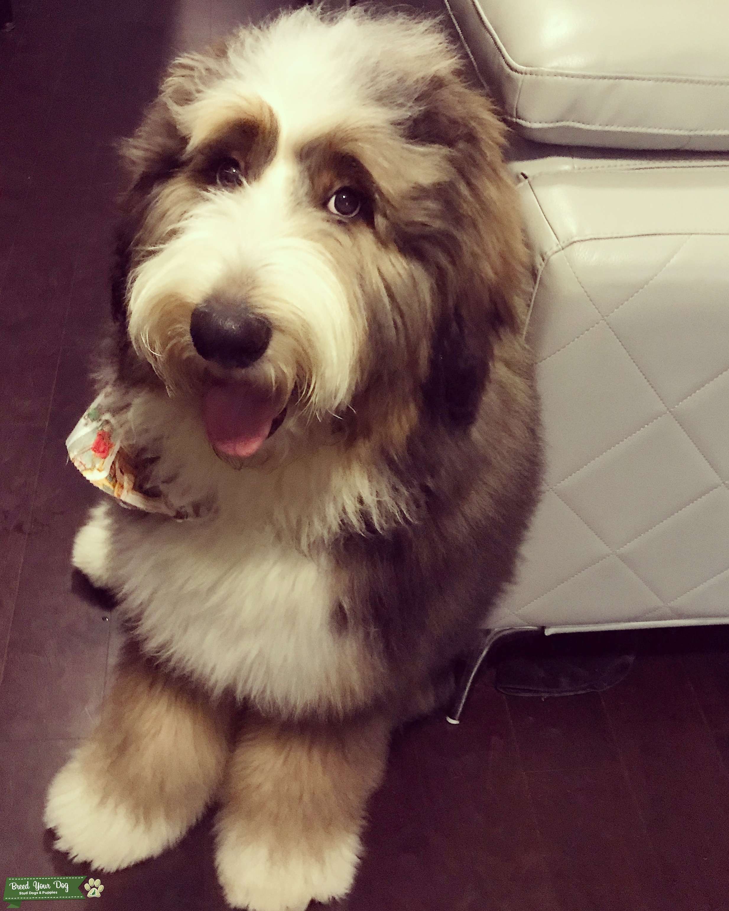 Bernedoodle Stud Dog Dallas Breed Your Dog