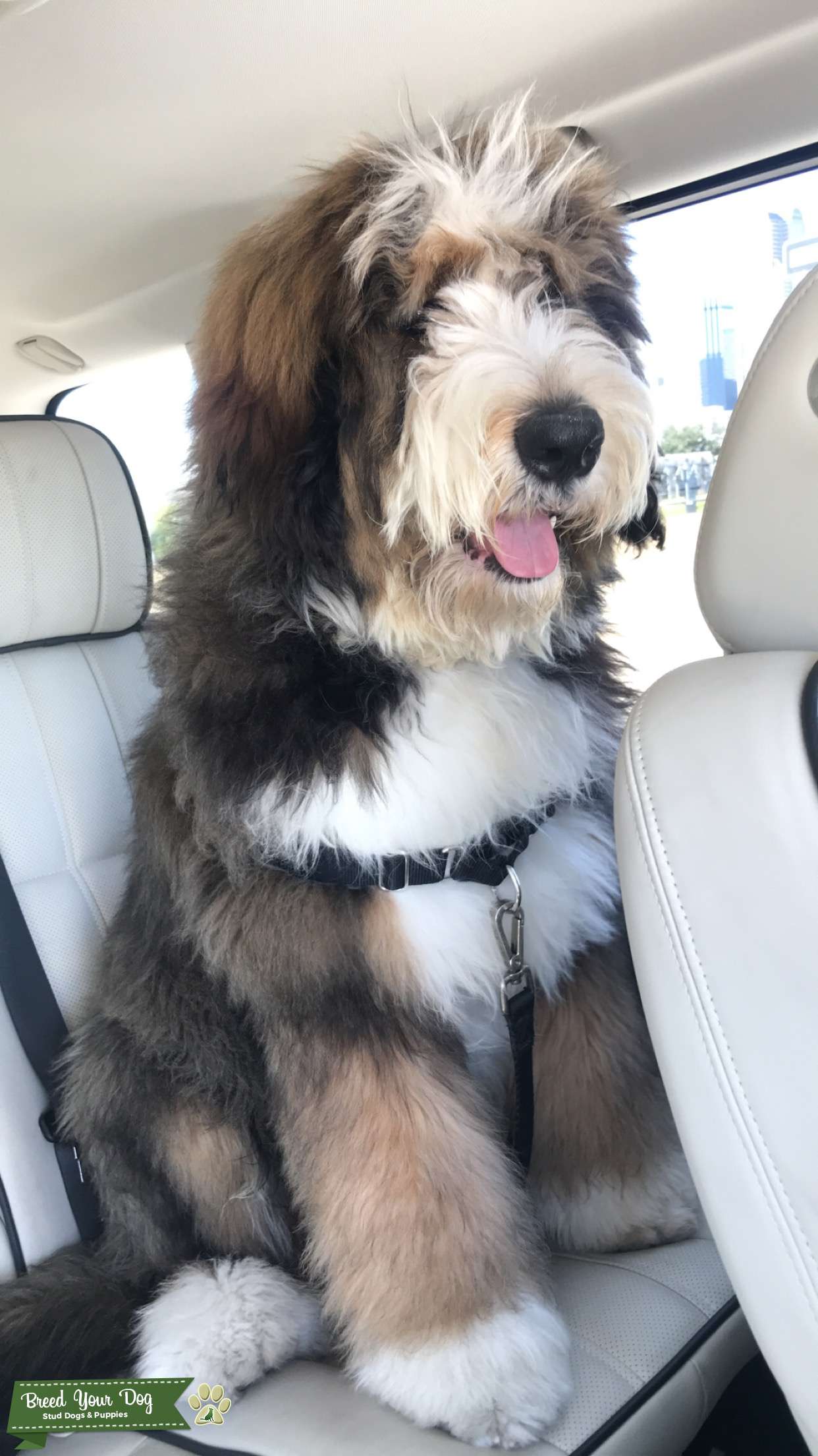 Bernedoodle Stud Dog Dallas Breed Your Dog