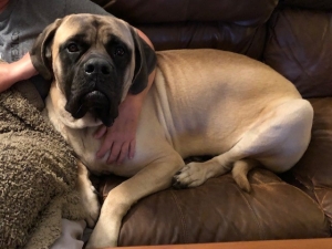 Gorgeous Male Mastiff Listing Image