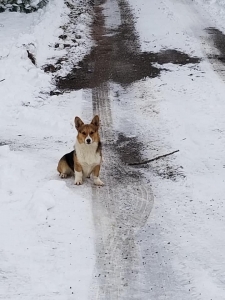 Tri AKC Pembroke Welsh Corgi Natural Bobtail Listing Image