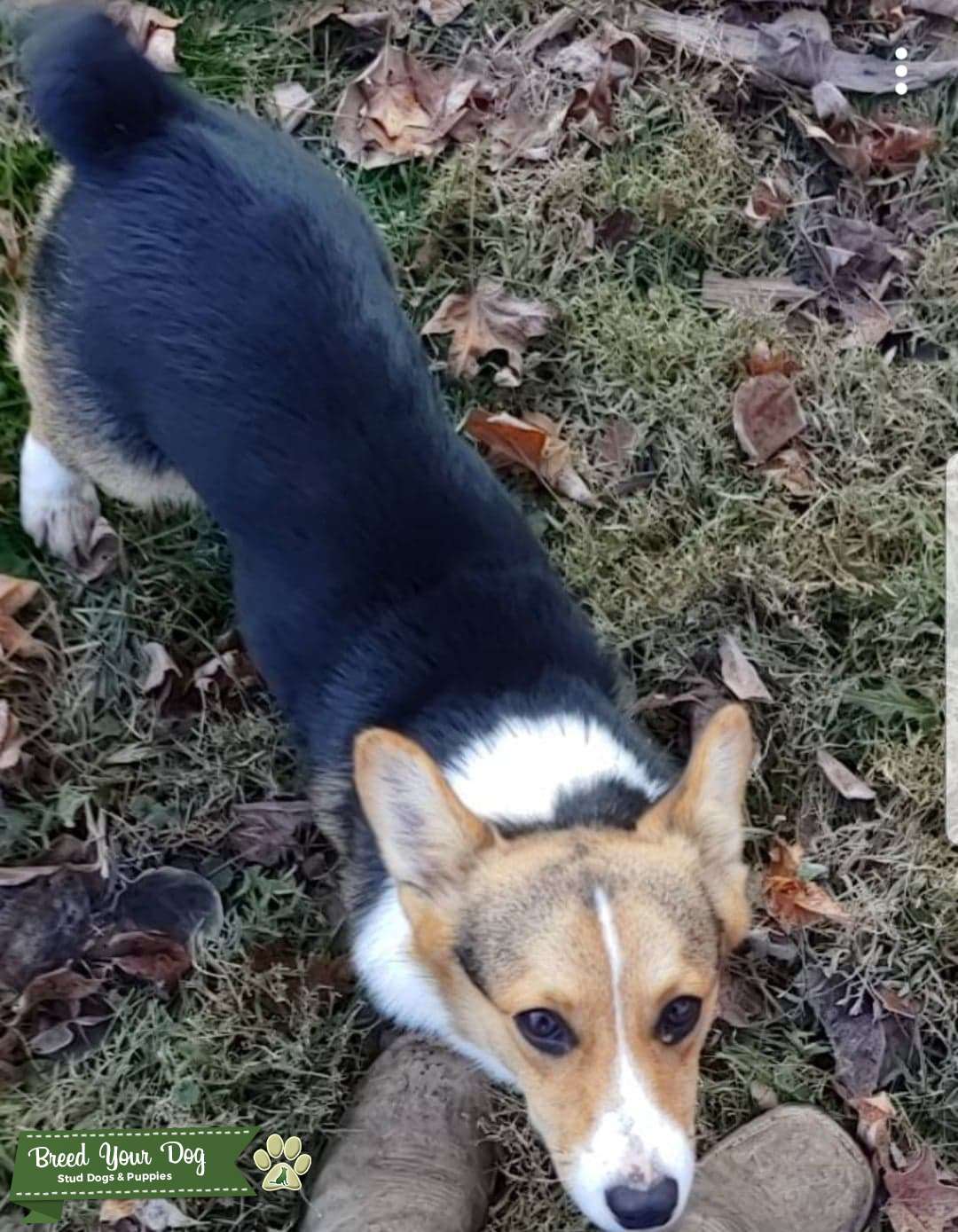 Tri AKC Pembroke Welsh Natural Bobtail Stud Dog in Ohio, the