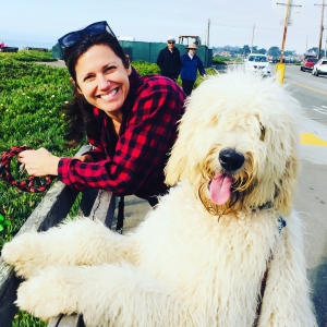 Incredibly Lovable White Goldendoodle  Listing Image
