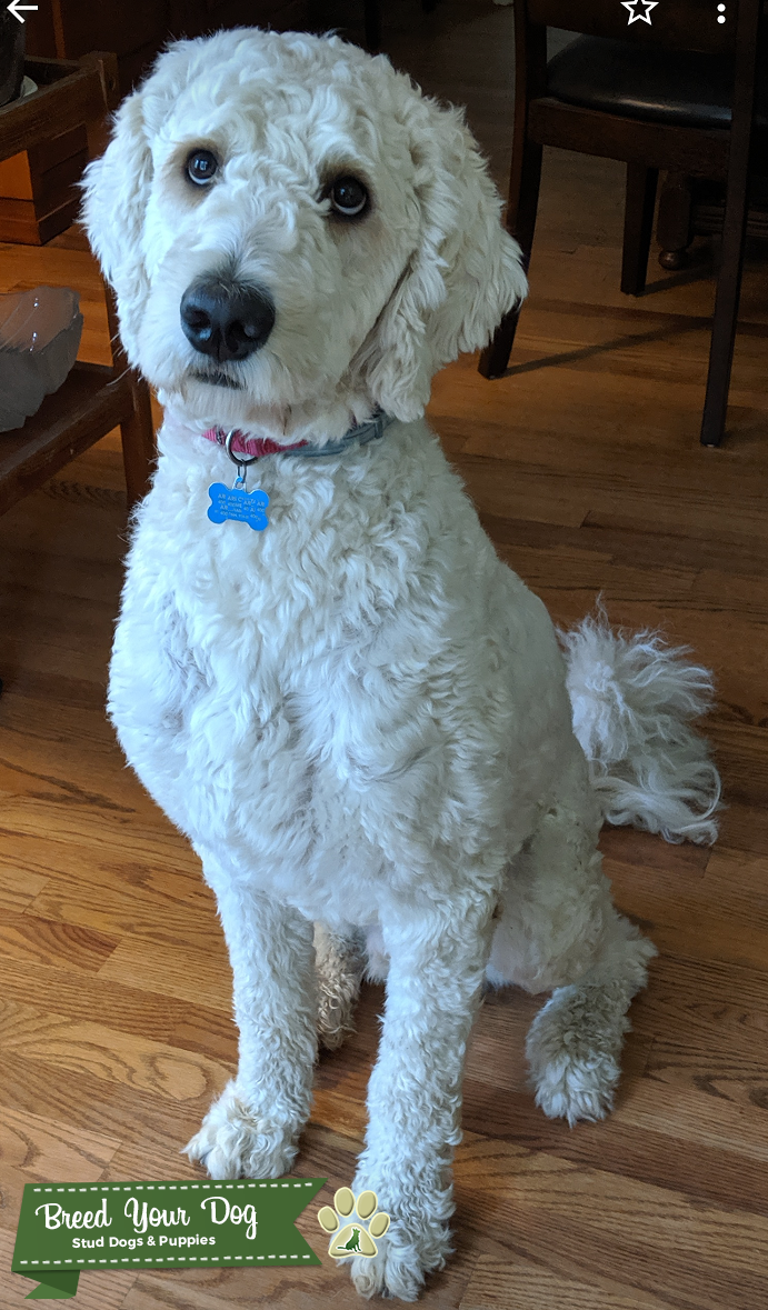 Beautiful, smart Goldendoodle for Stud (proven) Stud Dog in NC, the