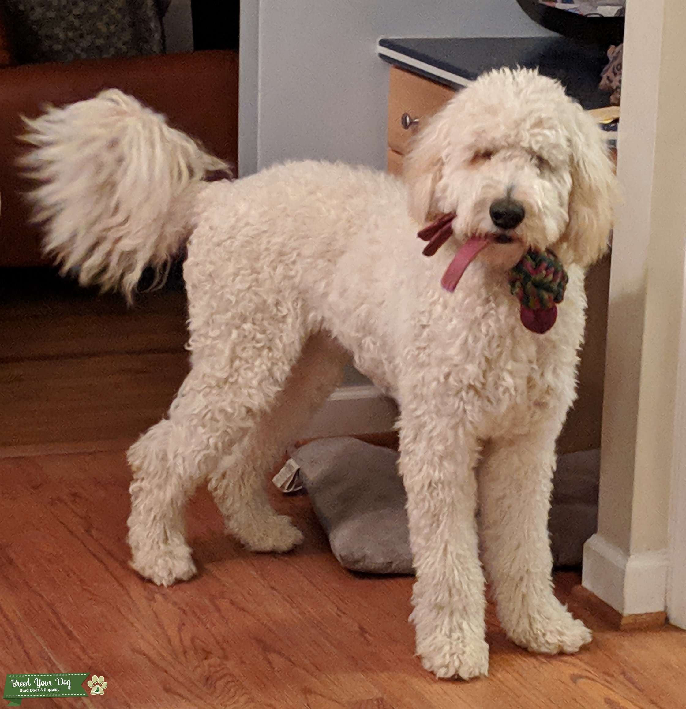 Beautiful, smart Goldendoodle for Stud (proven) Stud Dog in NC, the