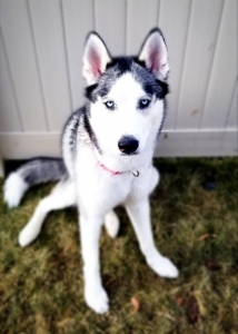 Female Siberian Husky Listing Image