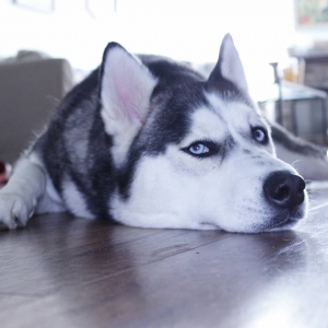 Husky Female looking for stud Listing Image