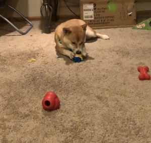 One year old male Shiba Inu looking for a female Listing Image