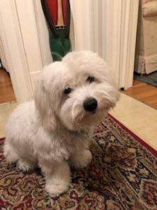 coton de tulear singapore