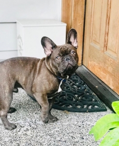 Chocolate Brindle  Listing Image