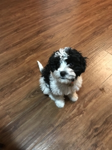 Female, looking for a stud Listing Image