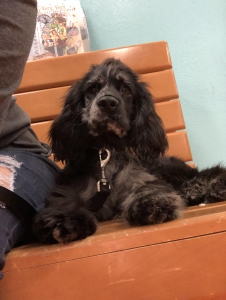 Blue Roan Cocker Spaniel  Listing Image