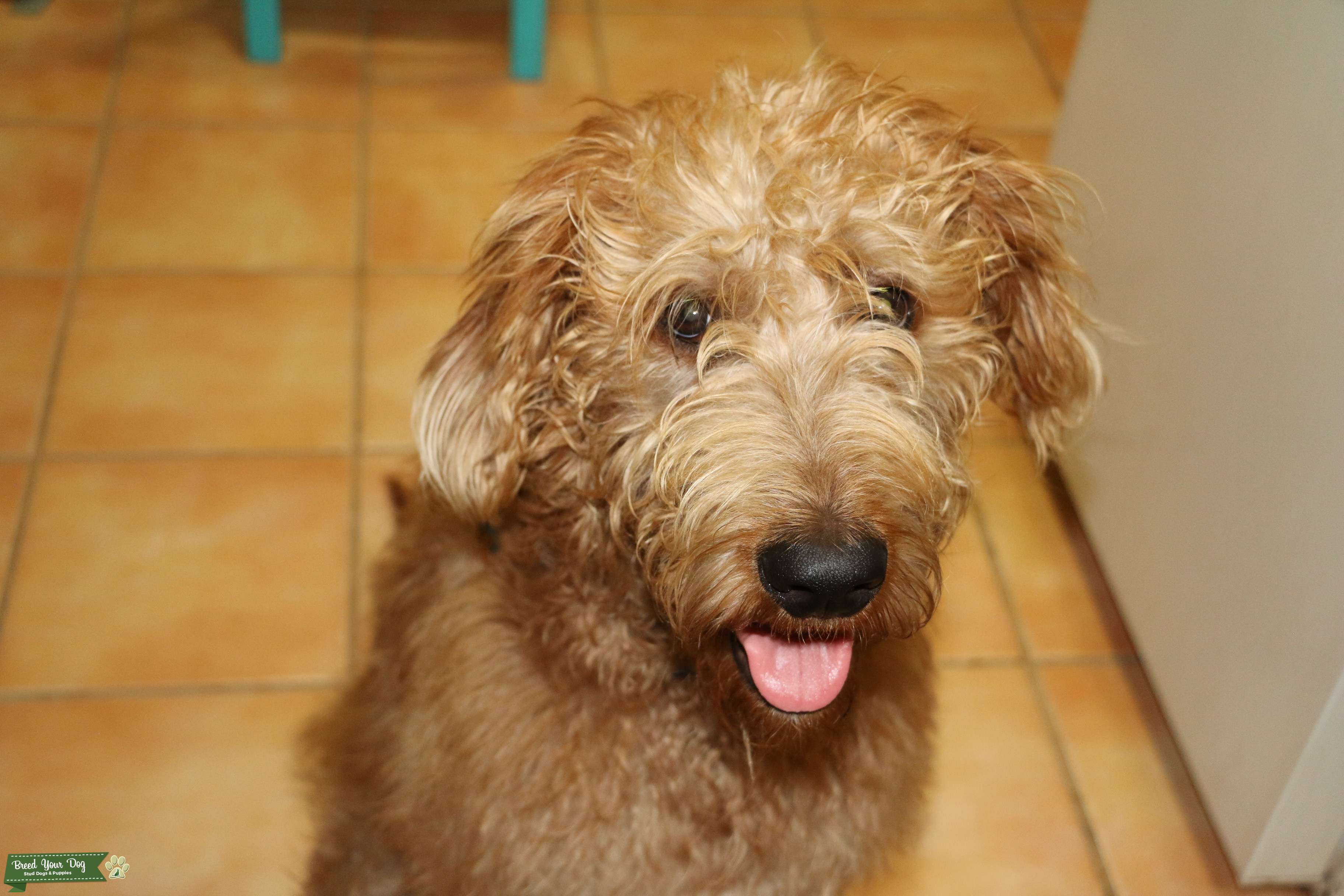 Beautiful auburn F1B labradoodle stud available Stud Dog in Los