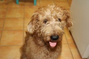 Beautiful auburn F1B labradoodle stud available Listing Image