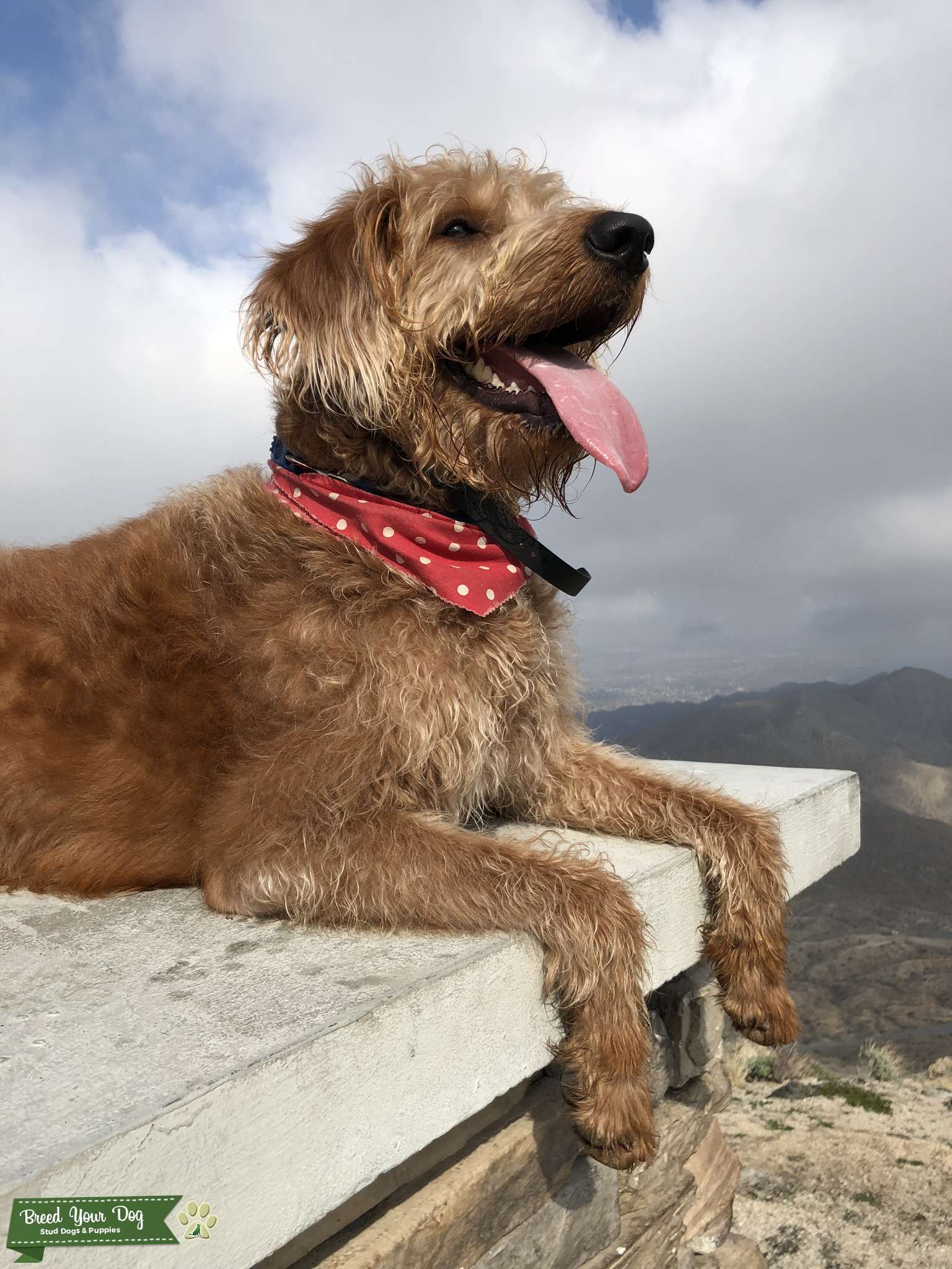 Beautiful auburn F1B labradoodle stud available Stud Dog in Los