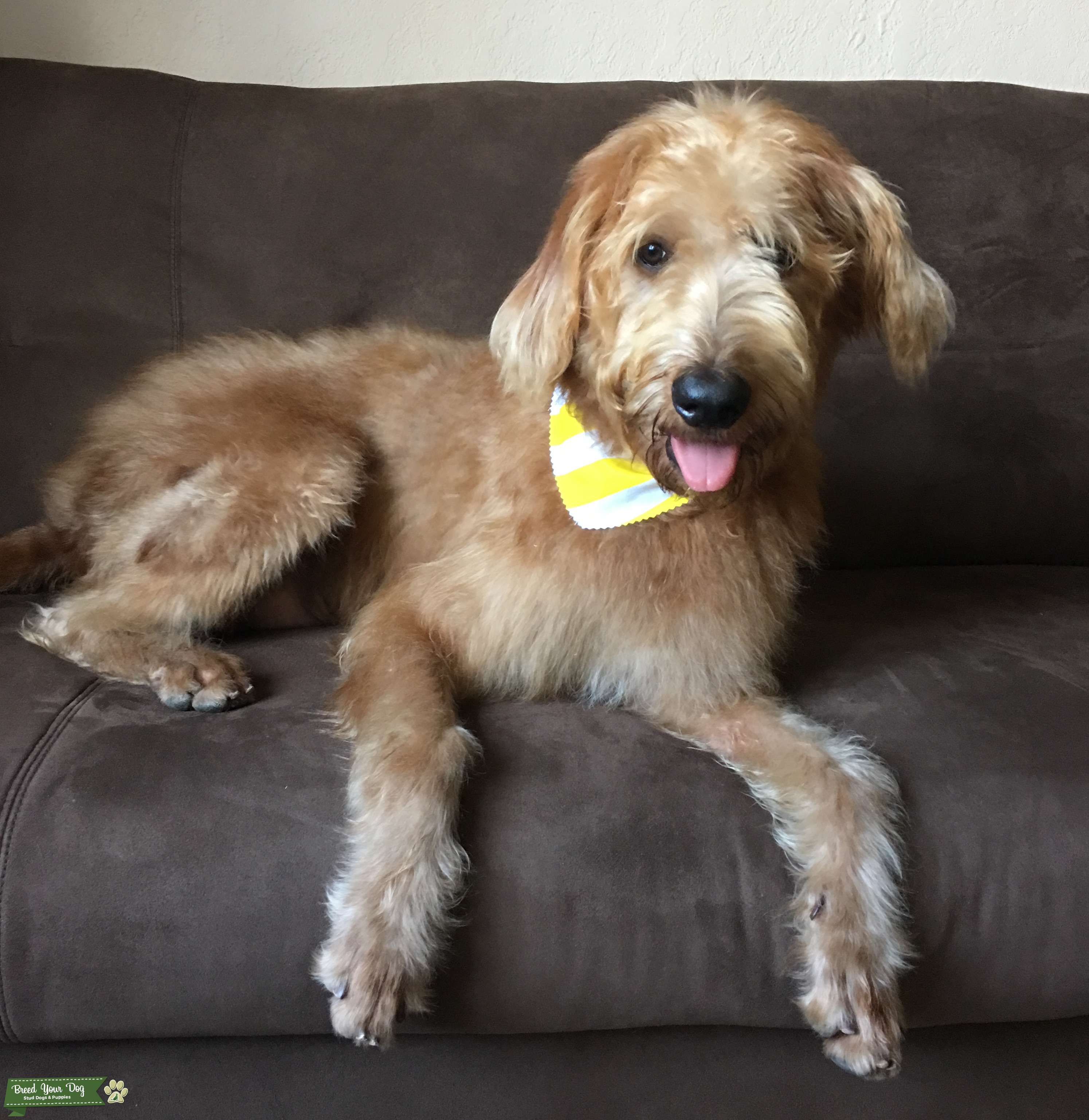 Beautiful auburn F1B labradoodle stud available Stud Dog in Los