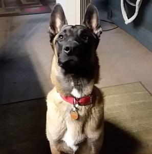 Belgian Malinois Stud Listing Image