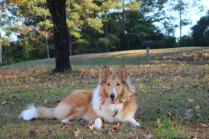 Handsome Rough Collie Listing Image