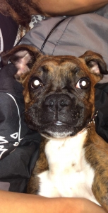Brindle Boxer Listing Image