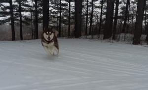 Malamute stud Listing Image