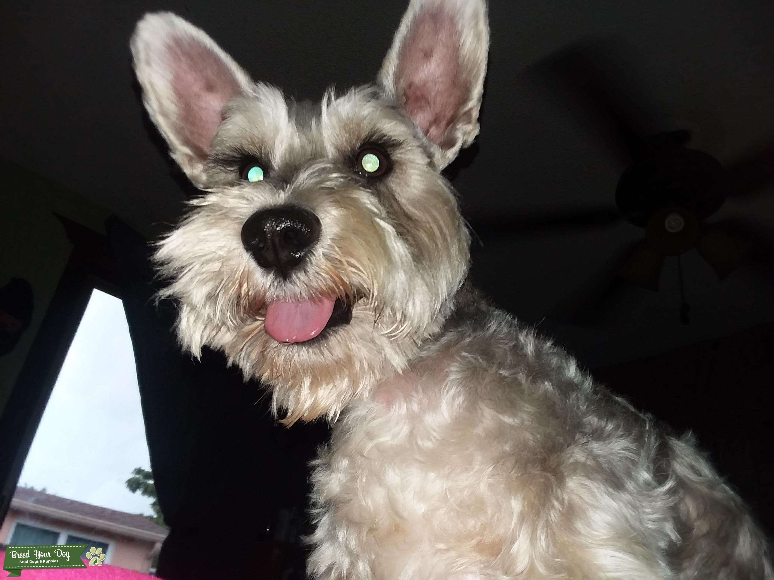 Salt pepper and litle bit brown Miniature Schnauzer Stud Dog in FL