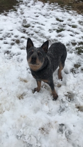 Blue Heeler Listing Image