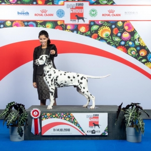 Dalmatian Stud Listing Image