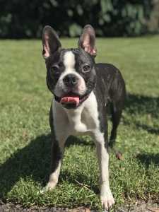 Black Brindle AKC Boston Terrier Listing Image