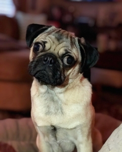 Pug Stud Available For Breeding  Listing Image