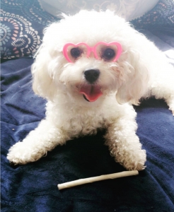Toy Poodle White Female  Listing Image