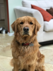 Golden Retriever Listing Image